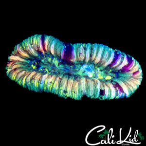 RAINBOW STRIPE TRACHY