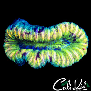 ULTRA SPECKLED TRACHY