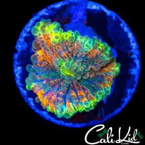 RAINBOW BUBBLE YUMA