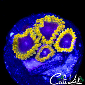MESOSPHERE ZOA QUAD