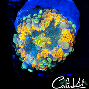 INSANE RAINBOW BUBBLE YUMA