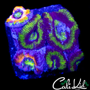 GRAFTED ACAN MINI COLONY