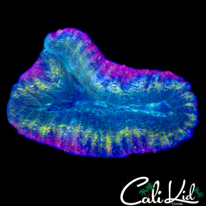 RAINBOW RINGS LOBO