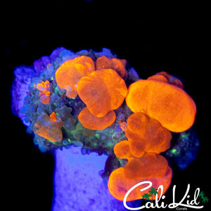 CK PUMPKIN PATCH BOUNCE MUSHROOM