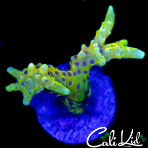 RRC GRAFTED GOLDEN ROD ANACROPORA
