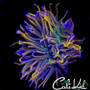 MEDUSA GRAIL TORCH