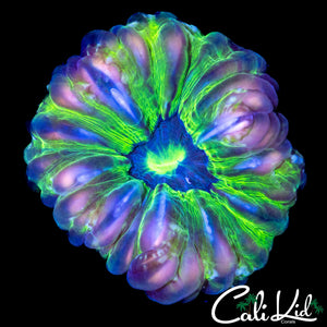 INSANE RAINBOW CYNARINA