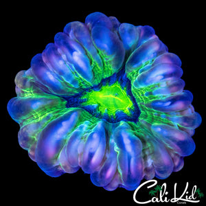 ULTRA EYE CYNARINA