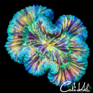 PASTEL RAINBOW TRACHY