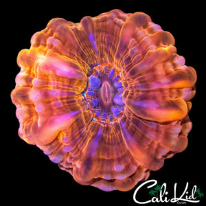 ULTRA EYE CYNARINA