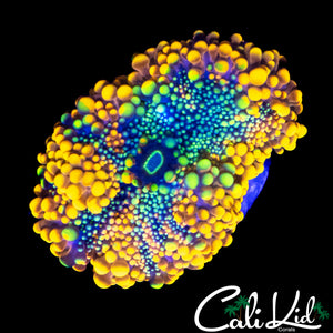 ONE OF A KIND RAINBOW RICORDIA