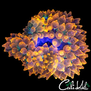 SPECKLED RAINBOW ANEMONE