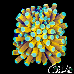 TEAL TIP BANANA TORCH