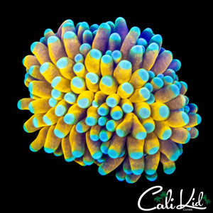 TEAL TIP BANANA TORCH