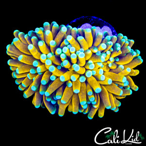 TEAL TIP BANANA TORCH CONNECTED DOUBLE