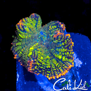 LARGE RAINBOW RHODACTIS