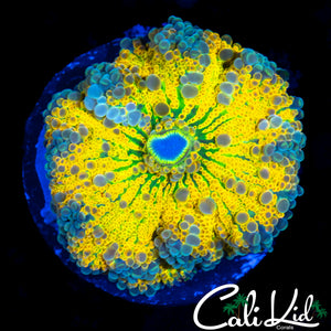 HIGHLIGHTER YELLOW BUBBLE YUMA LARGE