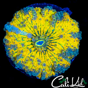 HIGHLIGHTER YELLOW BUBBLE YUMA LARGE
