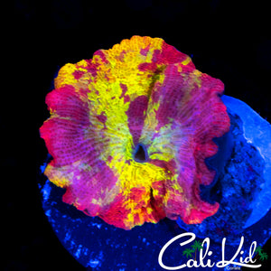 RARE PATTERN ECLECTUS MUSHROOM