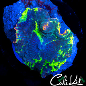 BEAUTIFUL KRYPTONITE MUSHROOM