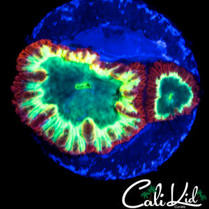 TRI COLOR BLASTO DOUBLE