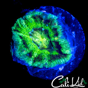 RARE PATTERN ASIAN ACAN