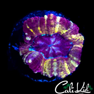 RAINBOW SWIRL ASIAN ACAN