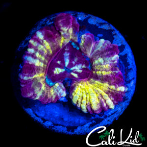 RAINBOW SWIRL ASIAN ACAN