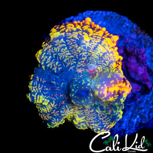 ULTRA RAINBOW RHODACTIS
