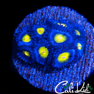 AOI ZOA MINI COLONY