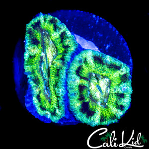 RARE PATTERN ASIAN ACAN DOUBLE