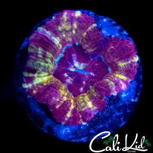 RAINBOW SLICE ASIAN ACAN