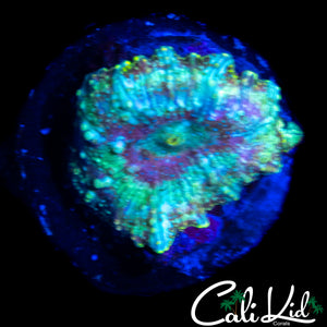WART SKIN DISCO SHROOM
