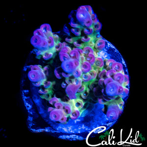 CK RAINBOW ACRO