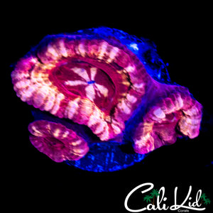 STROBE EYE ASIAN ACAN TRIPLE