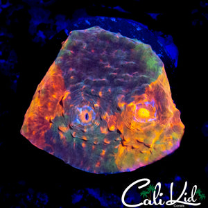 RAINBOW SWIRL CHALICE