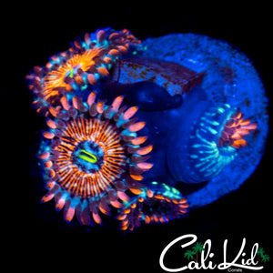 CB WHITE GHOST BOUNCE MUSHROOM