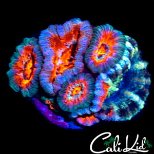 GRAFTED ACAN MINI COLONY
