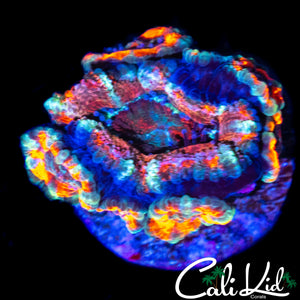 ULTRA RAINBOW ACAN W/ BABIES