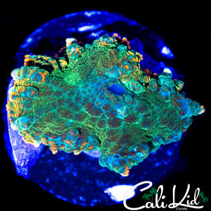 GOLDEN RIM RHODACTIS