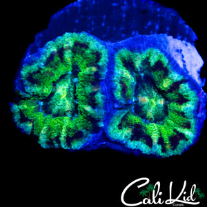 RARE PATTERN ASIAN ACAN DOUBLE