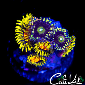 ASSORTED ZOA MINI COLONY