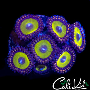 CANDY APPLE TYPE ZOA MINI COLONY