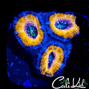 CK LEMON DROP ACAN TRIPLE