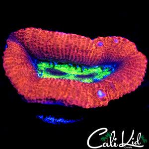 DOUBLE MOUTH ACAN LORD