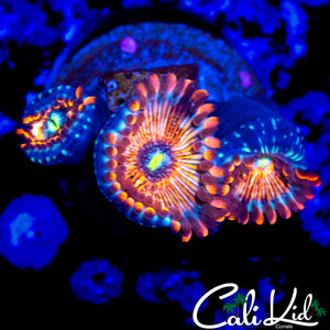 CB WHITE ZOMBIE ZOA TRIPLE