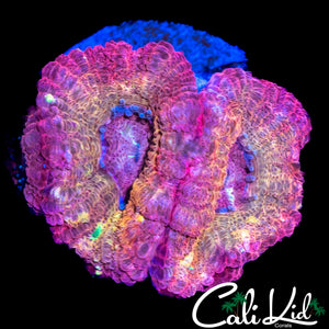 PINK SWIRL ASIAN ACAN TRIPLE