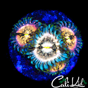 SOUR PUNCH ZOA QUAD