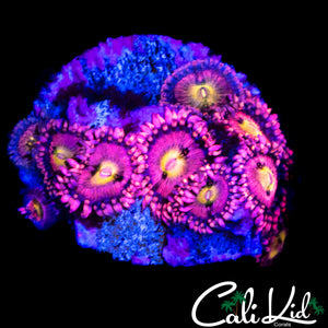 CK CHERRY BLOSSOM ZOA COLONY