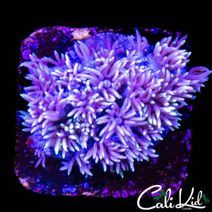 FLOWER PETAL GONI